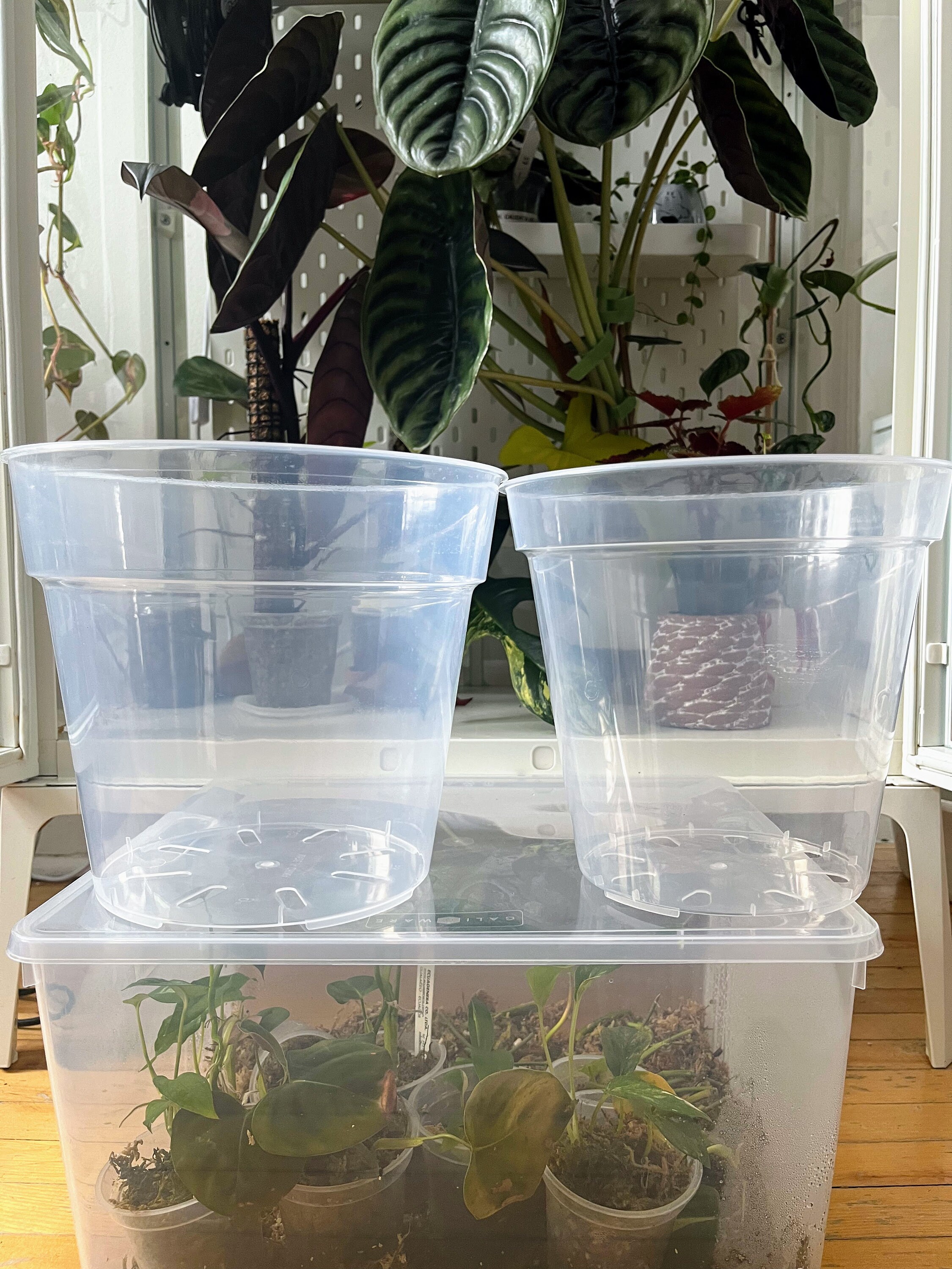 Clear Plastic Plant Pots Five Pack for houseplants Aroids Etsy