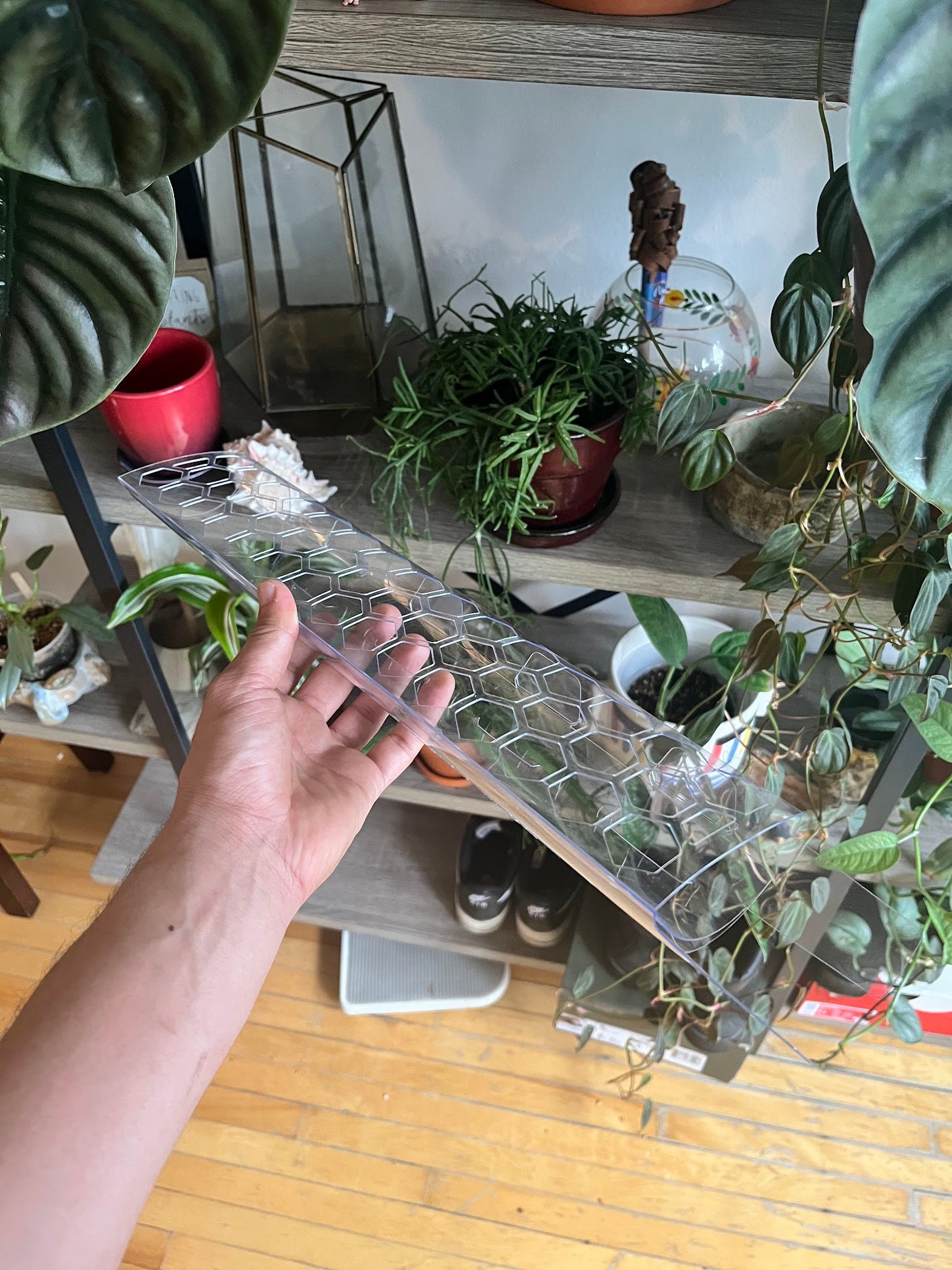 Super Clear Moss Pole D Shaped Stackable Multiple Sizes - Etsy