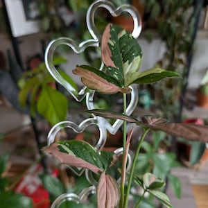 Puede incluir: Una planta de interior rosa y verde con hojas variegadas está creciendo en una maceta. La planta está rodeada de estacas de plástico transparente en forma de corazón.