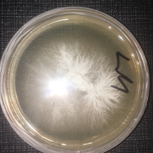 Mushroom Cultures Petri Dishes