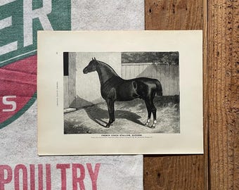 Antique Horse Print: French Stallion Illustration, Equestrian Decor