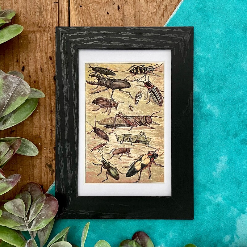 Framed Insects - Etsy