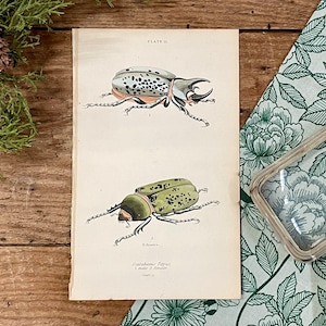 1858 Eastern Hercules Beetle Color Lithograph Print! Naturalist Library! Nature Lover Gift! Gallery Wall! Framable Entomology Illustration