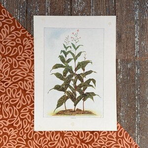 1911 Tobacco Print! Gift for Tobacciana Collector! Cigar Bar Wall Art! Framable Lithograph Print!