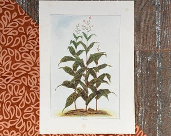 1911 Tobacco Print! Gift for Tobacciana Collector! Cigar Bar Wall Art! Framable Lithograph Print!