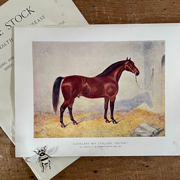 1902 Cleveland Bay, Sultan ! Livre photo original ! Impression cheval antique encadrée ! Mur de la galerie ! Sports équestres ! Cadeau pour amoureux des chevaux !