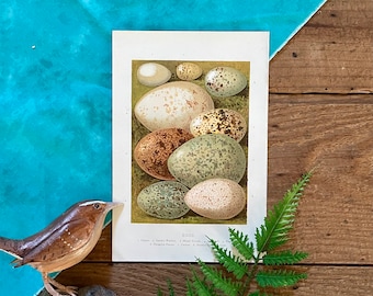 1890 Bird Eggs Lithograph: Antique Nature Print