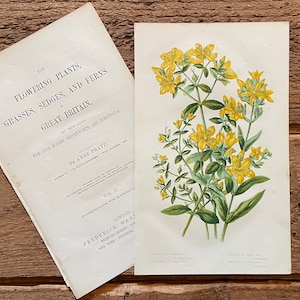 1878 Anne Pratt Original Framable Antique Botanical Print! St John’s Wort Print! Gallery Wall! English Flowering Plants! Gardener Gift