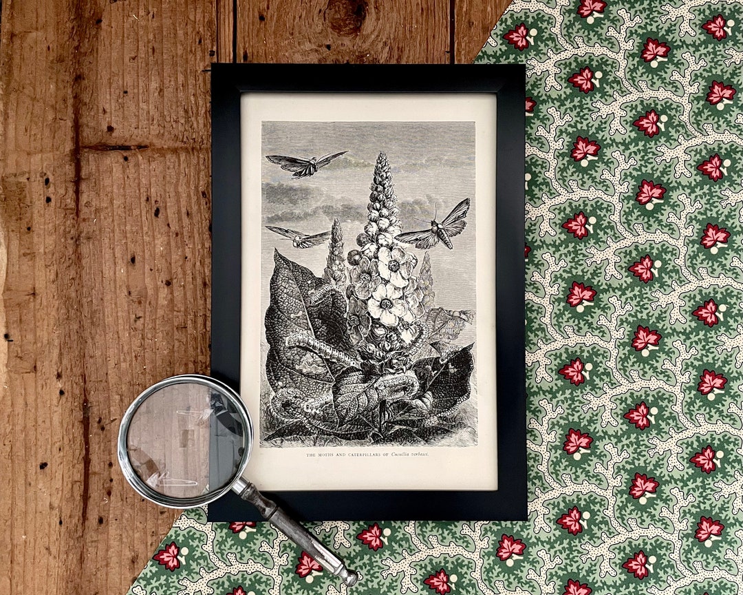 Moth Incarving 1870 Mullein Moth Engraving: Antique Insect Print (framed or Print Only ...