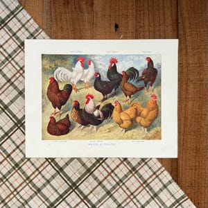 1902 Breeds of Poultry Print! Original Chicken Bookplate! Framable Antique Farmhouse Print! Chicken Lady Gift! Gallery Wall Hanging Decor!