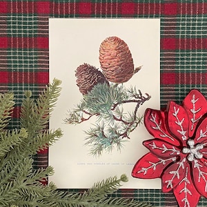 Cedar of Lebanon Antique Print: 1906 Botanical Study