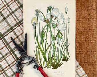 1889 Cotton Grass Varieties Print: Antique Botanical Anne Pratt Illustrated Book Plate!