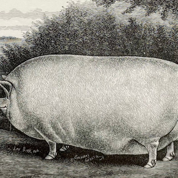 Yorkshire Pig - Etsy