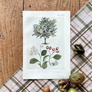 Whitebeam Tree! Original 1912 Antique Woody Trees Botanical Print! Framable Horticulture Botany Lithograph! Gallery Wall!