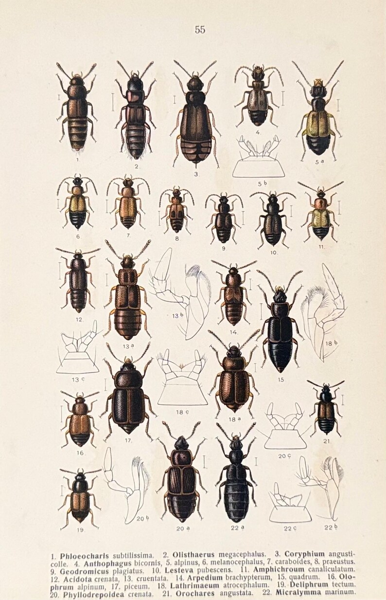 Antique Beetle Prints Fauna Germanica, German Insect Plates, Scientific ...