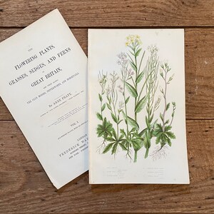1878 Anne Pratt Original Framable Antique Botanical Print! Cress Varieties! Gallery Wall! English Flowering Plants! Gardener Gift!