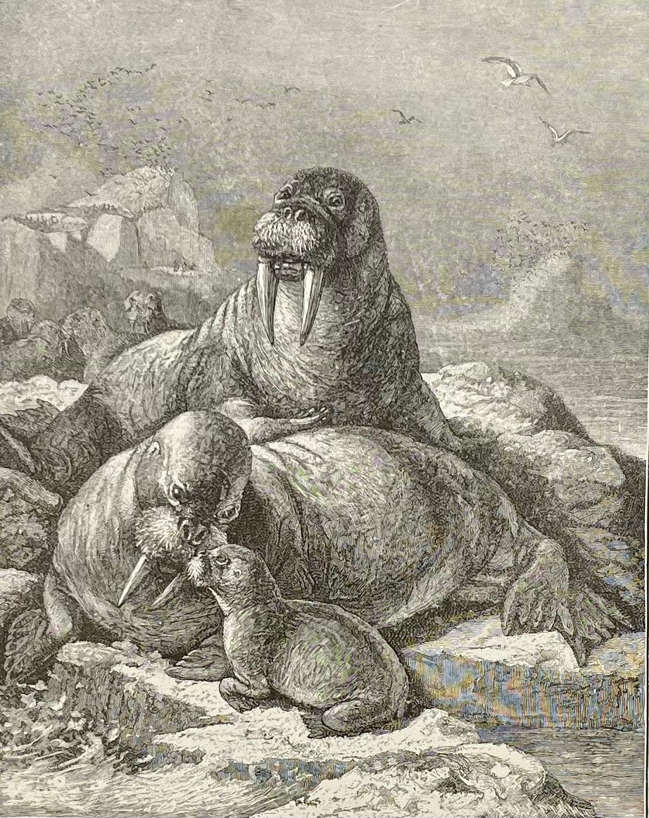 Antique Walrus Engraving: Selmar Hess, Natural History Print (1898) - Etsy