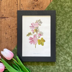 May include: A framed botanical print featuring a detailed illustration of a pink and green mallow plant. The print is in a black frame and is set against a wooden surface and green fabric. The text "Common Mallow" is visible.