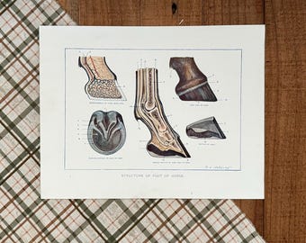 1902 Horse Foot Anatomy Print: Antique Equestrian Illustration