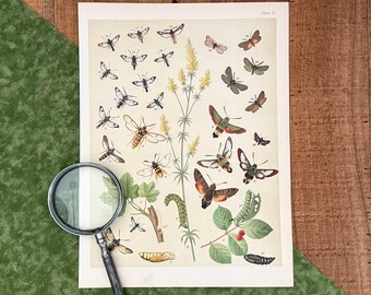 May include: Vintage botanical print featuring various moth illustrations in shades of brown, green, and white, with a magnifying glass. The print includes detailed drawings of moths, caterpillars, and plants, with the text "Plate 21".