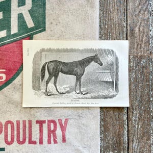 1863 Eclipse, Imported Thoroughbred Stallion Print! Antique Horse Engraved Illustration! Gallery Wall! Equestrian Wall Hanging!