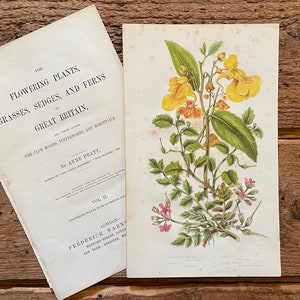 1878 Anne Pratt Original Framable Antique Botanical Print! Storks Bill & Balsam Print! Gallery Wall! English Flowering Plants! Gardener Gift