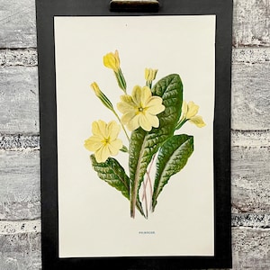 Antique Yellow Primrose Botanical Print - 1899 Floral Book Plate
