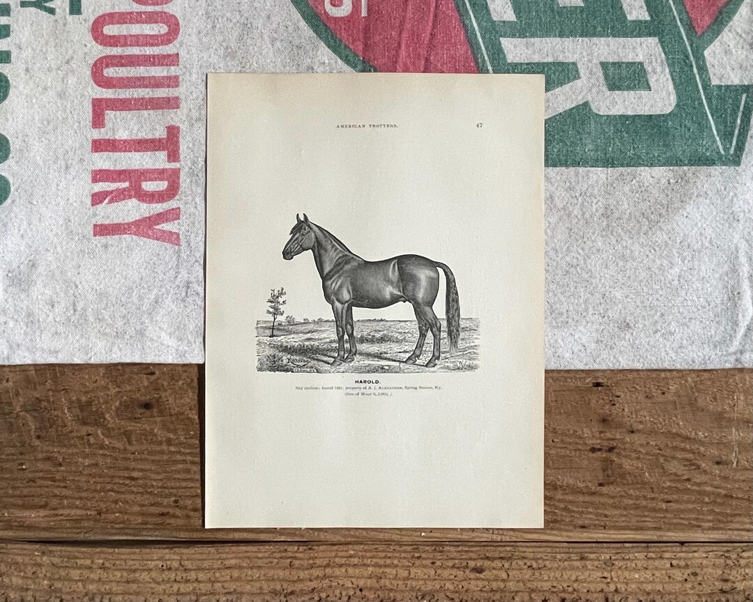 Trotteur américain de 1888, impression Harold Illustration originale  Gravure antique d'impression de cheval encadrée Décoration équestre 