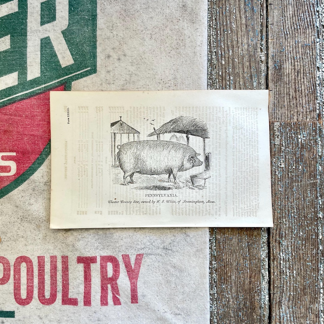 1863 Suffolk Sow Pig Print: Antique Farmhouse Wall Art - Etsy