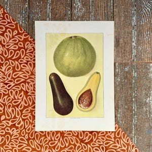 1911 Avocado Alligator Pear Print! Gift for Foodie! Gourmet Kitchen Decor! Restaurant Wall Art! Framable Fruit Lithograph Gastronomy Print!