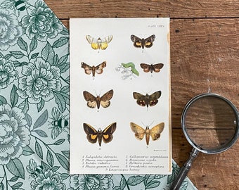 Framable Antique Moth Print! 1896 Original Brilliantly Colored Moth Lithograph! British Lepidoptera!