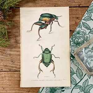 1858 Scarab Beetle Lithograph Print: Entomology Illustration