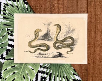 May include: Vintage print featuring two cobras in a naturalistic setting. The illustration, in shades of green and brown, depicts the snakes with their hoods raised. The print has a cream-colored border and includes text at the bottom.