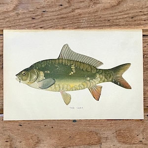 1892 Denton Carp Print! Original Chromolithograph! PA Report of the State Commissioners of Fisheries! Framable Fish Print