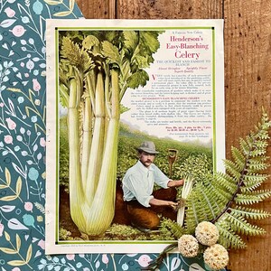 1916 Vegetable Garden Seed Catalog Pages! 2 sided! Henderson and Co! Framable Veggie Illustration Seed Print! Gallery Wall!
