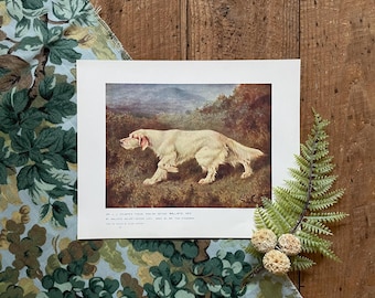 1907 English Setter, Mallwyd Ned! Framable Dog Print! Gift for Dog Mom or Dog Lover!