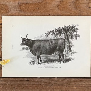 May include: Black and white illustration of a Devon cow named Edith. The image is from a vintage print and includes the text "Devon Cow Edith. Owned by Jas. Stevens & Son, New Scotland, N.Y."