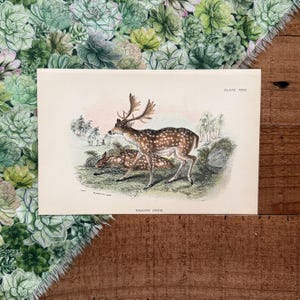 May include: An antique print of fallow deer. The illustration features a buck with large antlers and a spotted coat, standing near a resting deer. The print is labeled "Plate XXXI" and "Fallow Deer". The background includes trees and a grassy landscape.