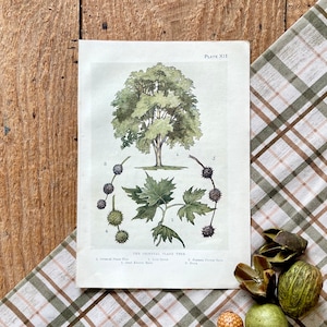 May include: A vintage botanical illustration of the Oriental Plane Tree, Plate XII. The illustration shows the tree with its leaves and fruit, labeled with numbers 1 through 5. The caption reads "The Oriental Plane Tree. 1. Oriental Plane Tree. 2. Leaf. 3. Fruit. 4. Flower Bud. 5. Maiden Flower Buds."