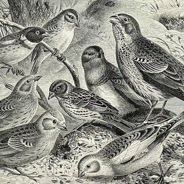 Group of Buntings Bird Print! Original Black & White Engraving! Selmar Hess! 1898 Animate Creation! Natural History! Gallery Wall!