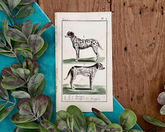18th Century French Hand Colored Etching by Comte de Buffon 18th Century French Hand Colored Etching by Comte de Buffon