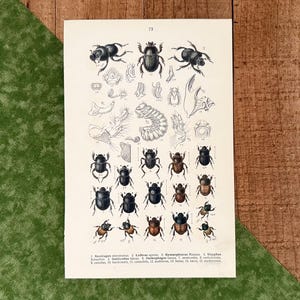 Dung Beetle Bathroom - Etsy