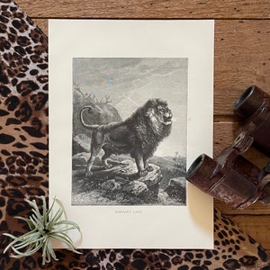 Barbary Lion Print! Big Cat! Original Black & White Engraving! Selmar Hess! 1898 Animate Creation! Natural History! Gallery Wall!