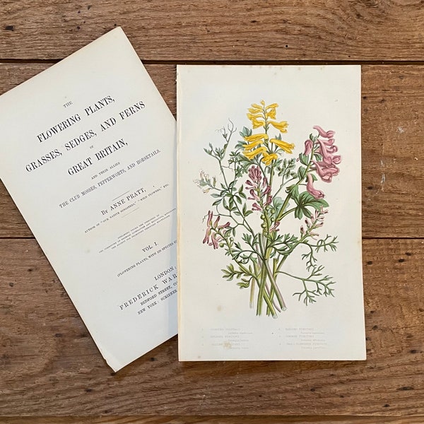 1878 Anne Pratt Original Framable Antique Botanical Print! Corydalis & Fumitory! Gallery Wall! English Flowering Plants! Gardener Gift!