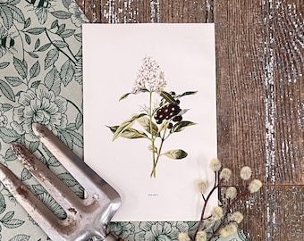 May include: A botanical illustration of a white flower with dark berries on a branch. The illustration is on a white background with the word "PRIVET" printed below the image.