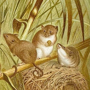 Harvest Mouse Print! Original Colored Lithograph! Selmar Hess! 1898 Animate Creation! Natural History! Gallery Wall! Rodent Print!