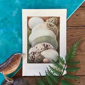 May include: A vintage illustration of a collection of bird eggs, including a Tawny Owl, Grey Phalarope, Collared Dove, Eider Duck, Herring Gull, and a Meadow Pipit. The eggs are arranged in a stack, with the largest at the bottom and the smallest at the top. The eggs are painted in realistic detail, with different colors and patterns.