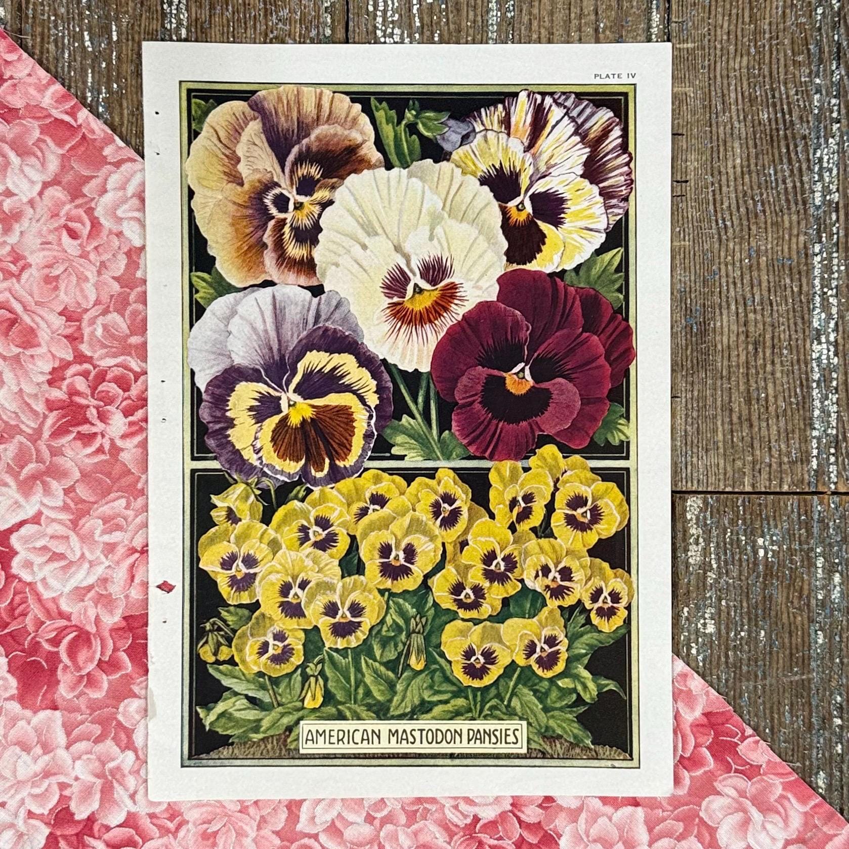 1922 Pansies Print: American Mastodon Flower Illustration - Etsy