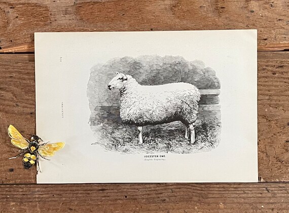 Antique Replica English Leicester Ewe Sheep Art Print Antique Replica English Leicester Ewe Sheep Art Print