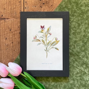 1899 Pansy Botanical Print: Antique Floral Book Plate, Cottagecore Wall Art